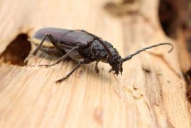 L’humidité et les insectes xylophages : pourquoi le bois humide attire les parasites ?