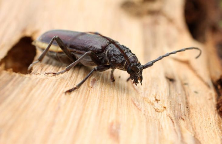 L’humidité et les insectes xylophages : pourquoi le bois humide attire les parasites ?
