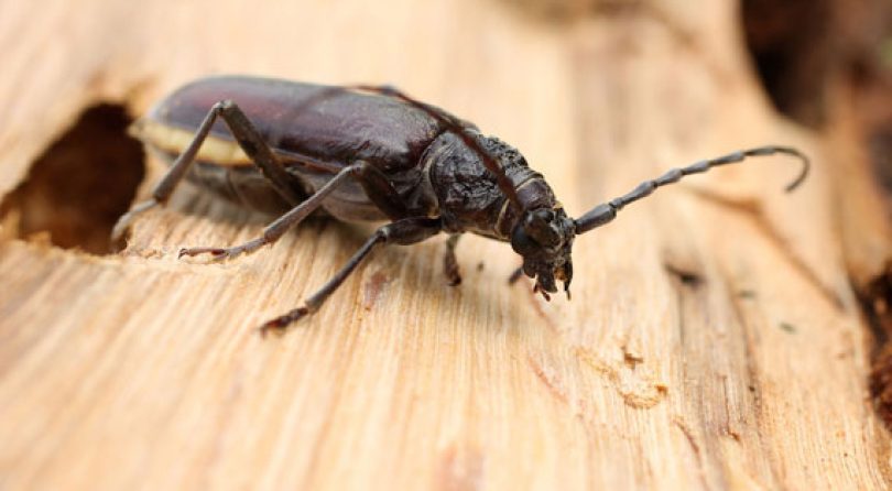 L’humidité et les insectes xylophages : pourquoi le bois humide attire les parasites ?